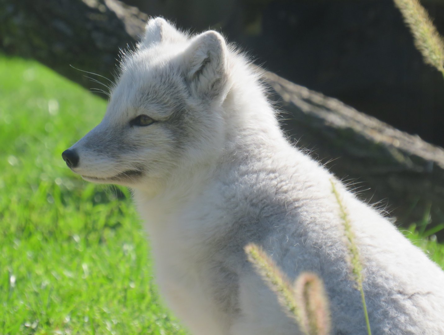 Arctic fox