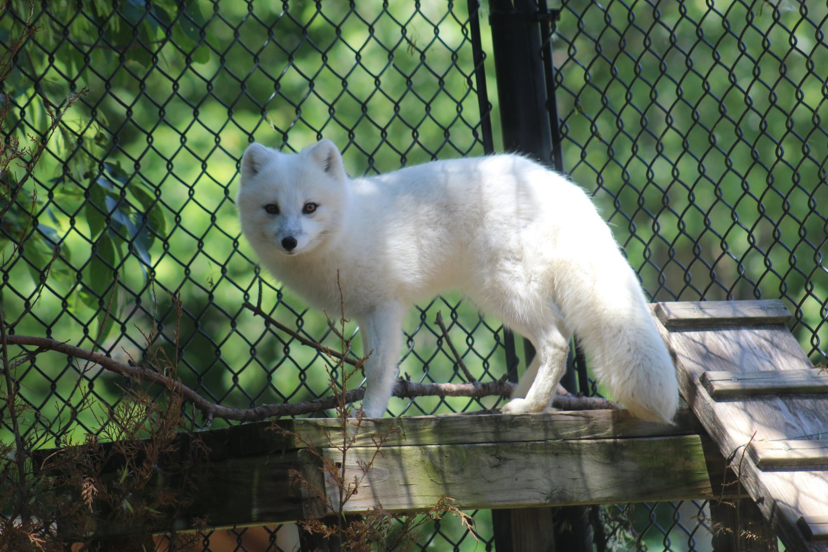 Arctic Fox