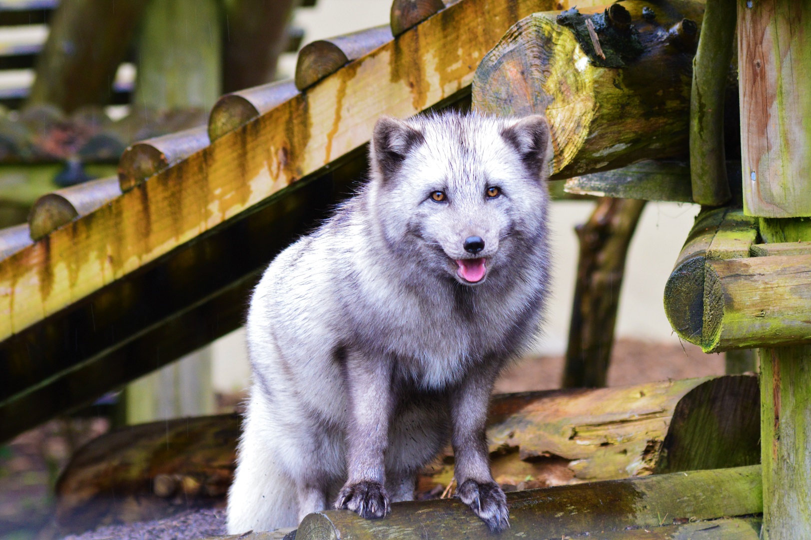 Arctic fox