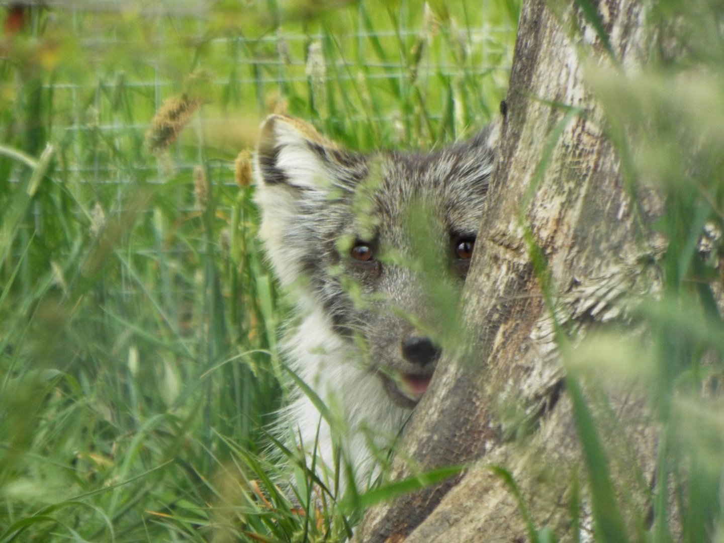 Arctic Fox