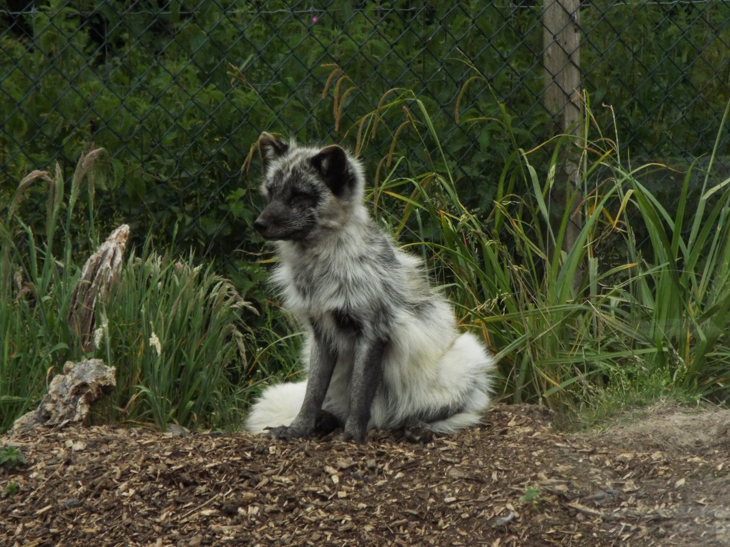 Arctic Fox