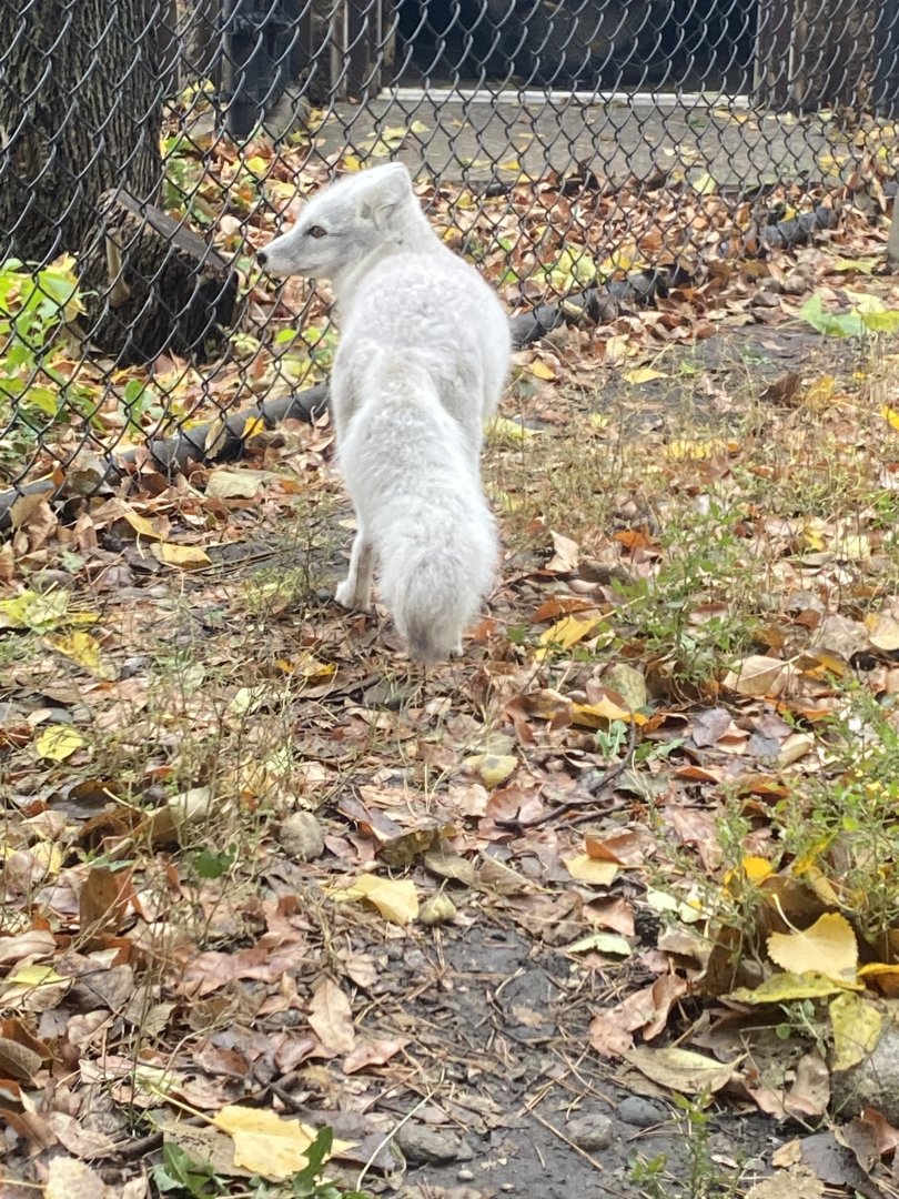 Arctic Fox