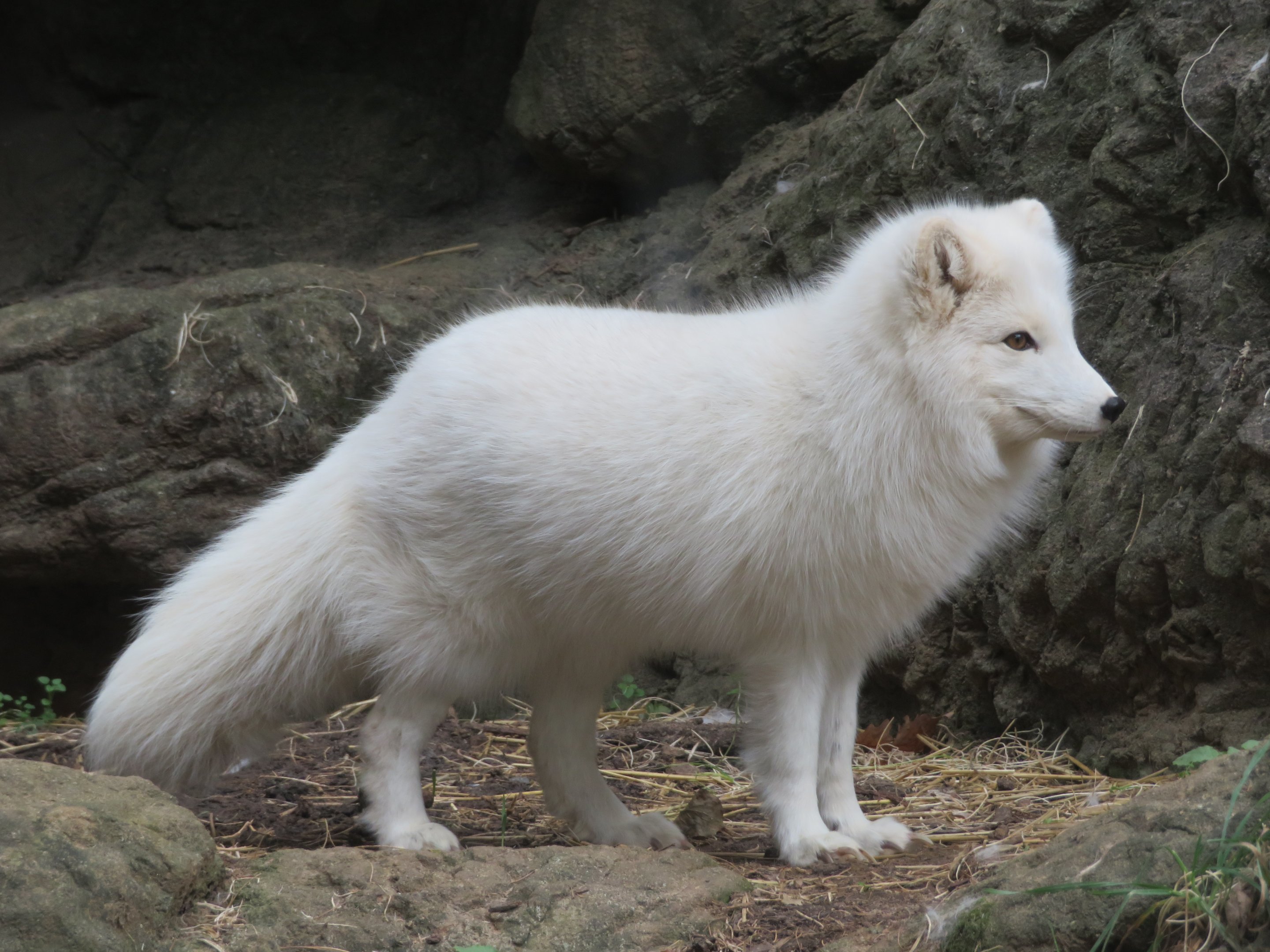 Arctic Fox