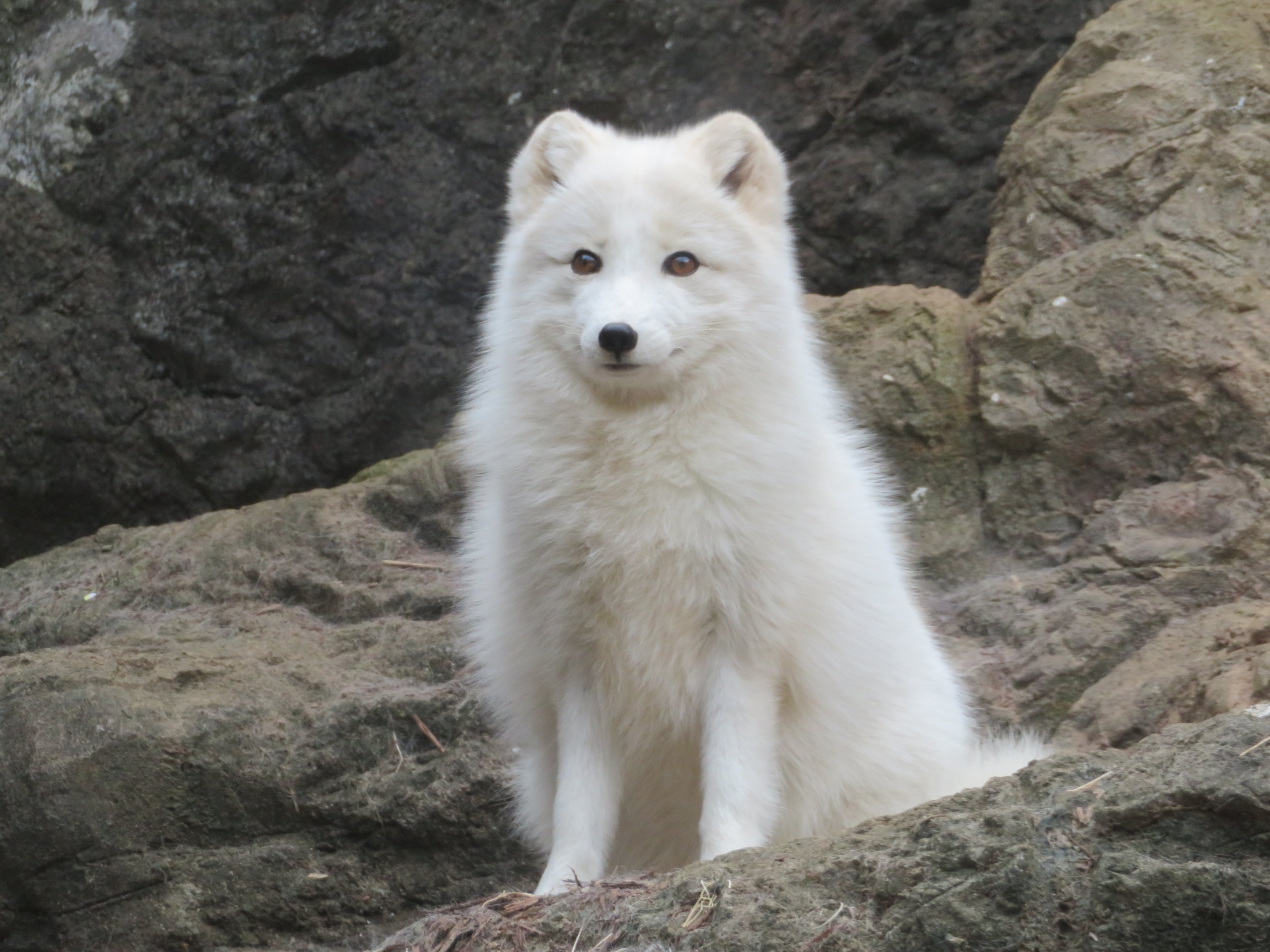 Arctic Fox