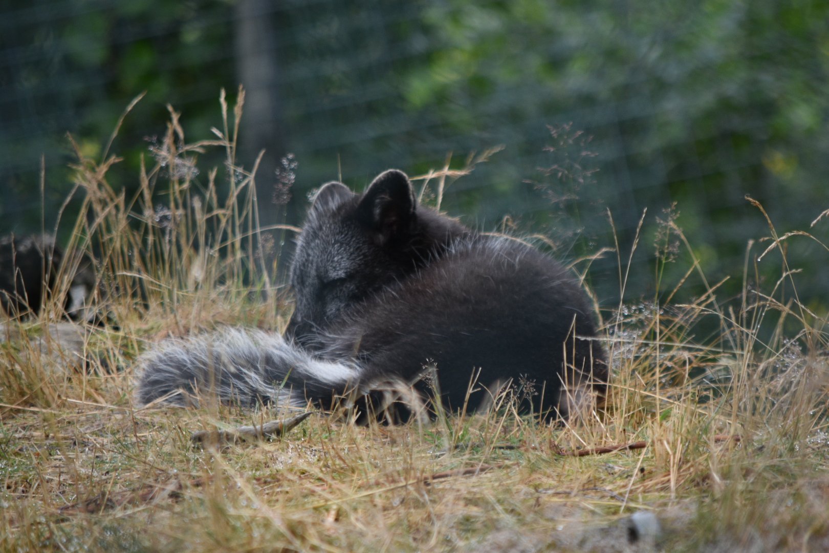 Arctic Fox