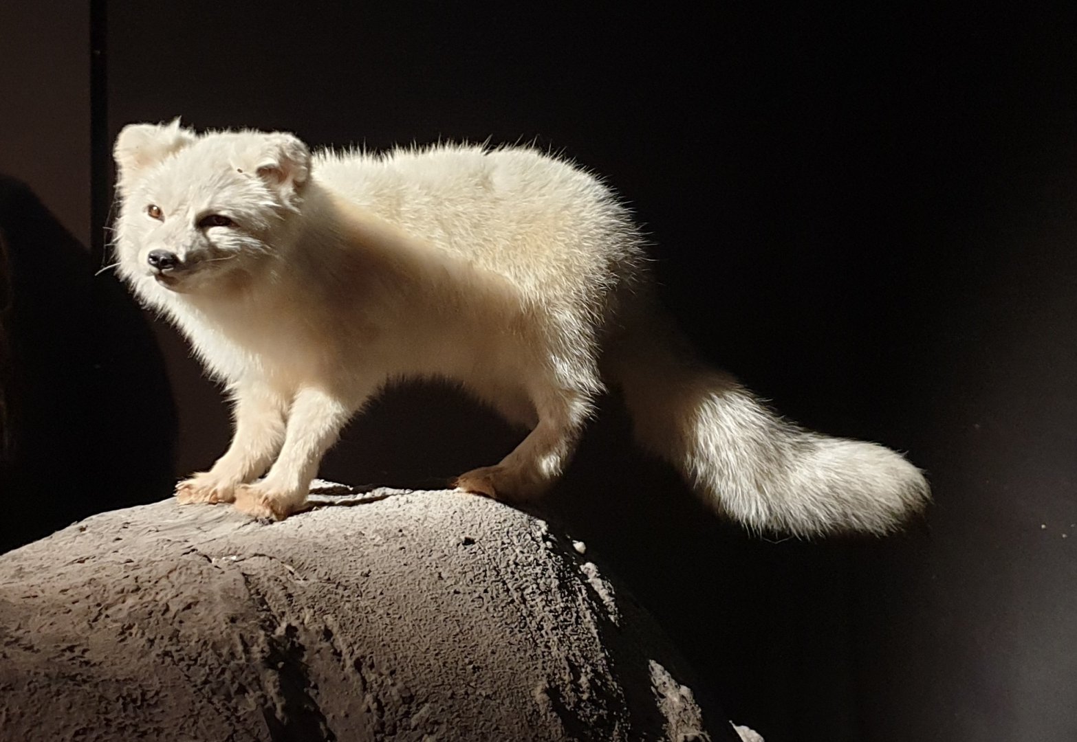 Arctic fox