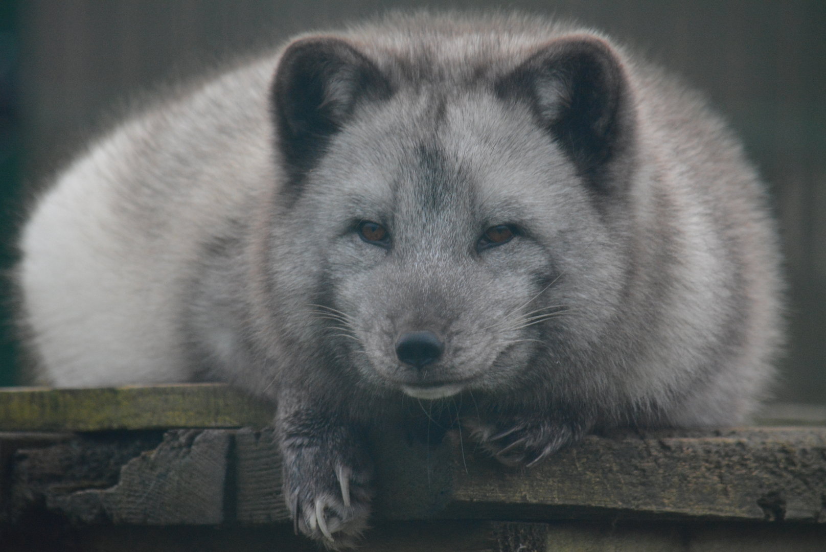 Arctic Fox