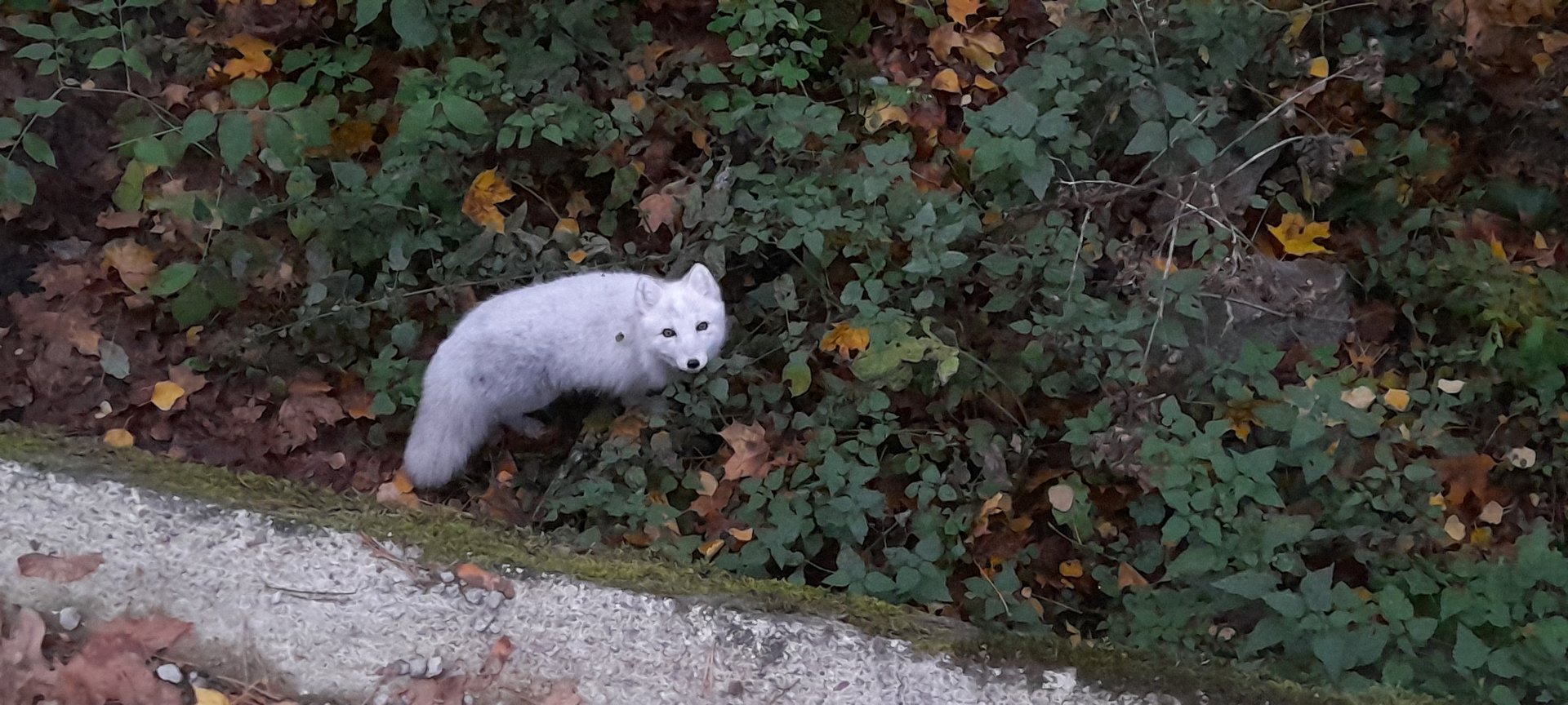 Arctic fox