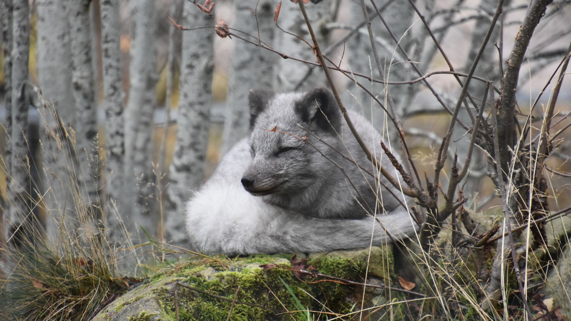Arctic fox