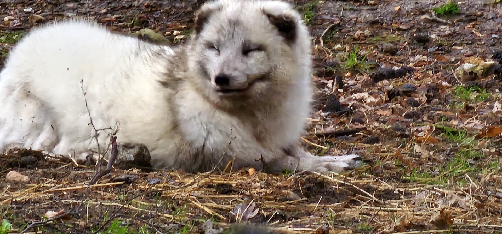 Arctic fox