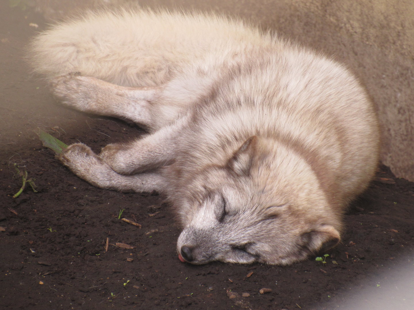 Arctic Fox