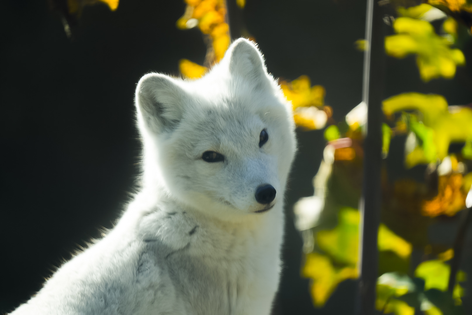 Arctic Fox