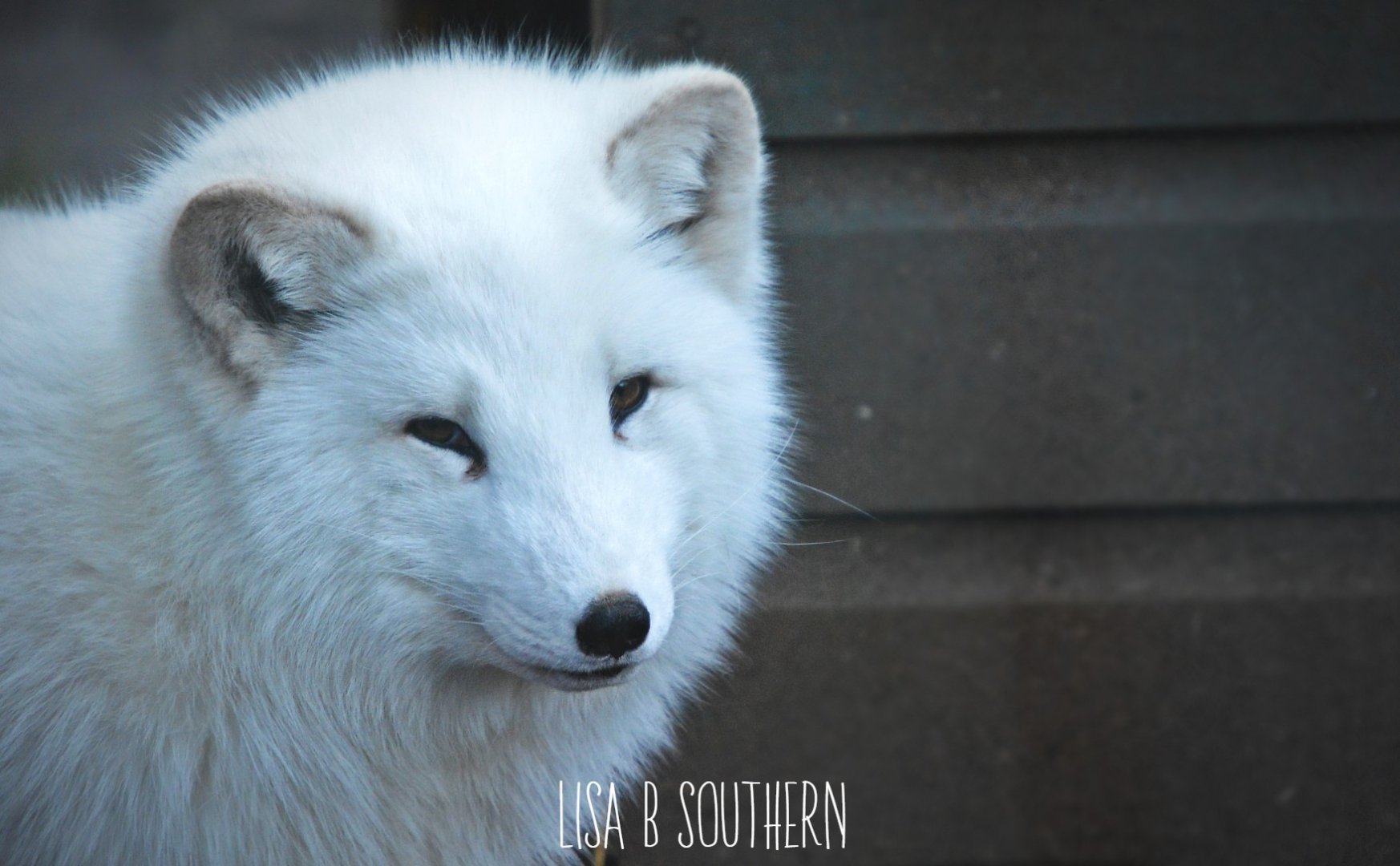 Arctic Fox