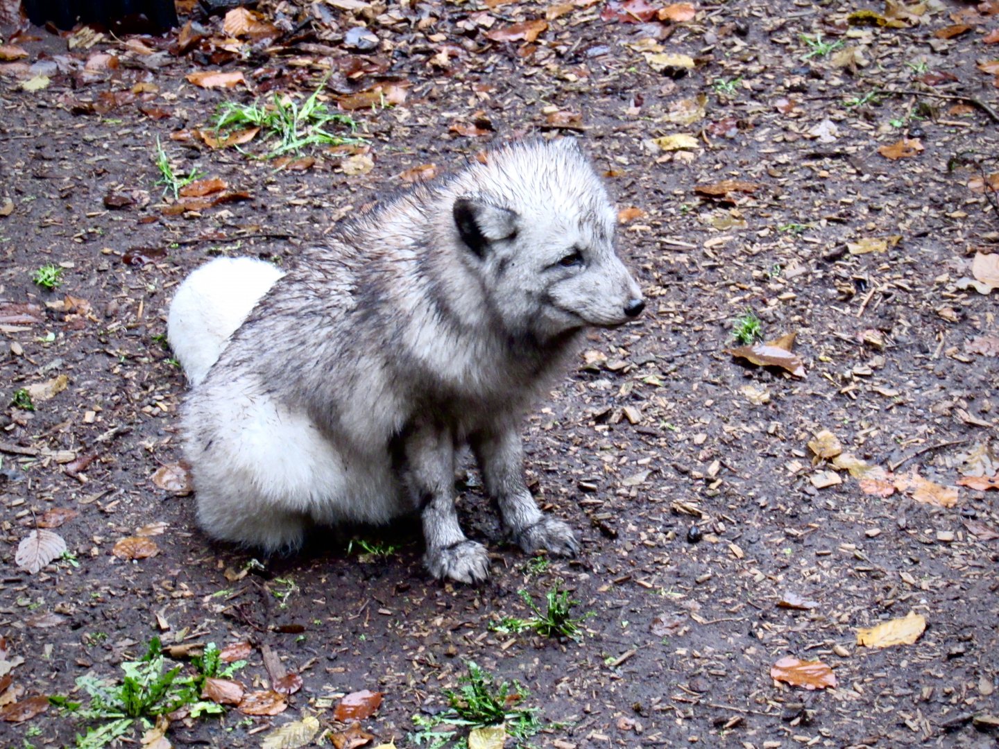 Arctic fox