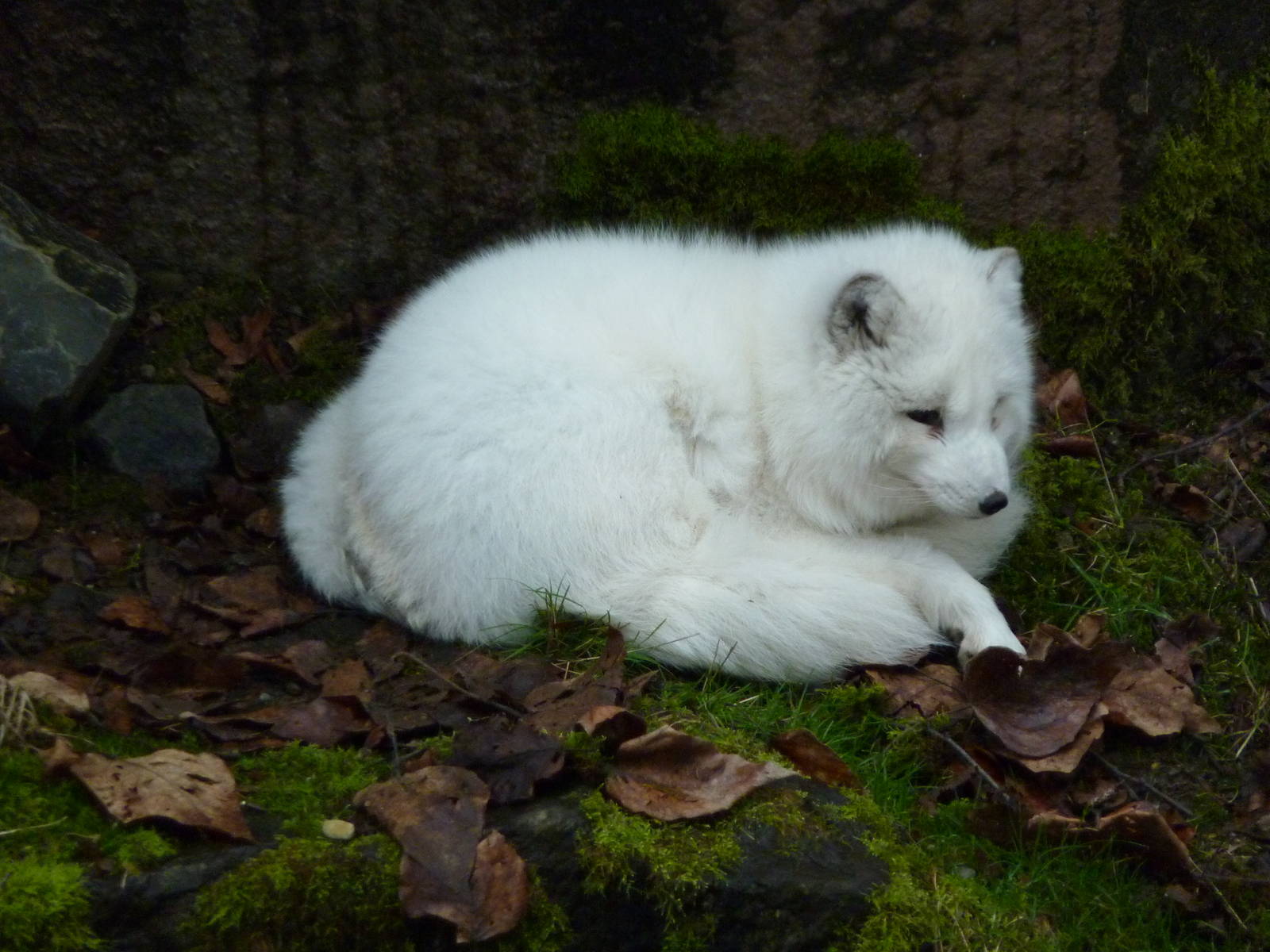 Arctic Fox