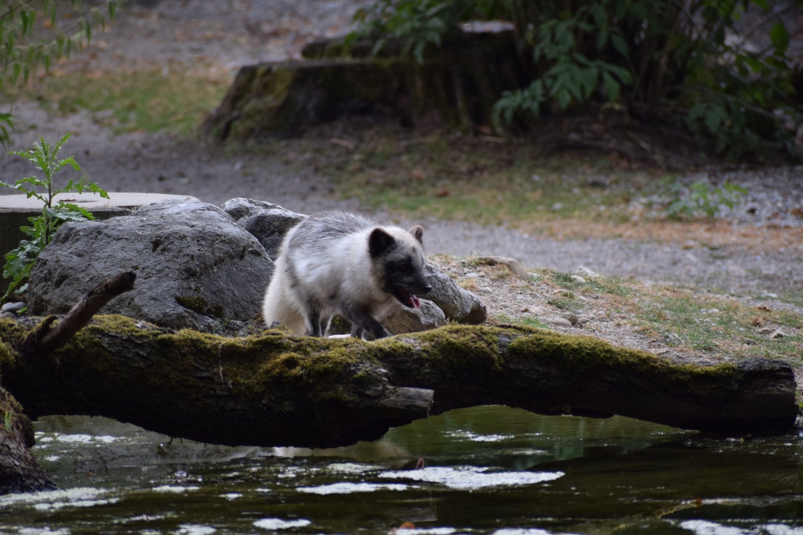 Arctic fox