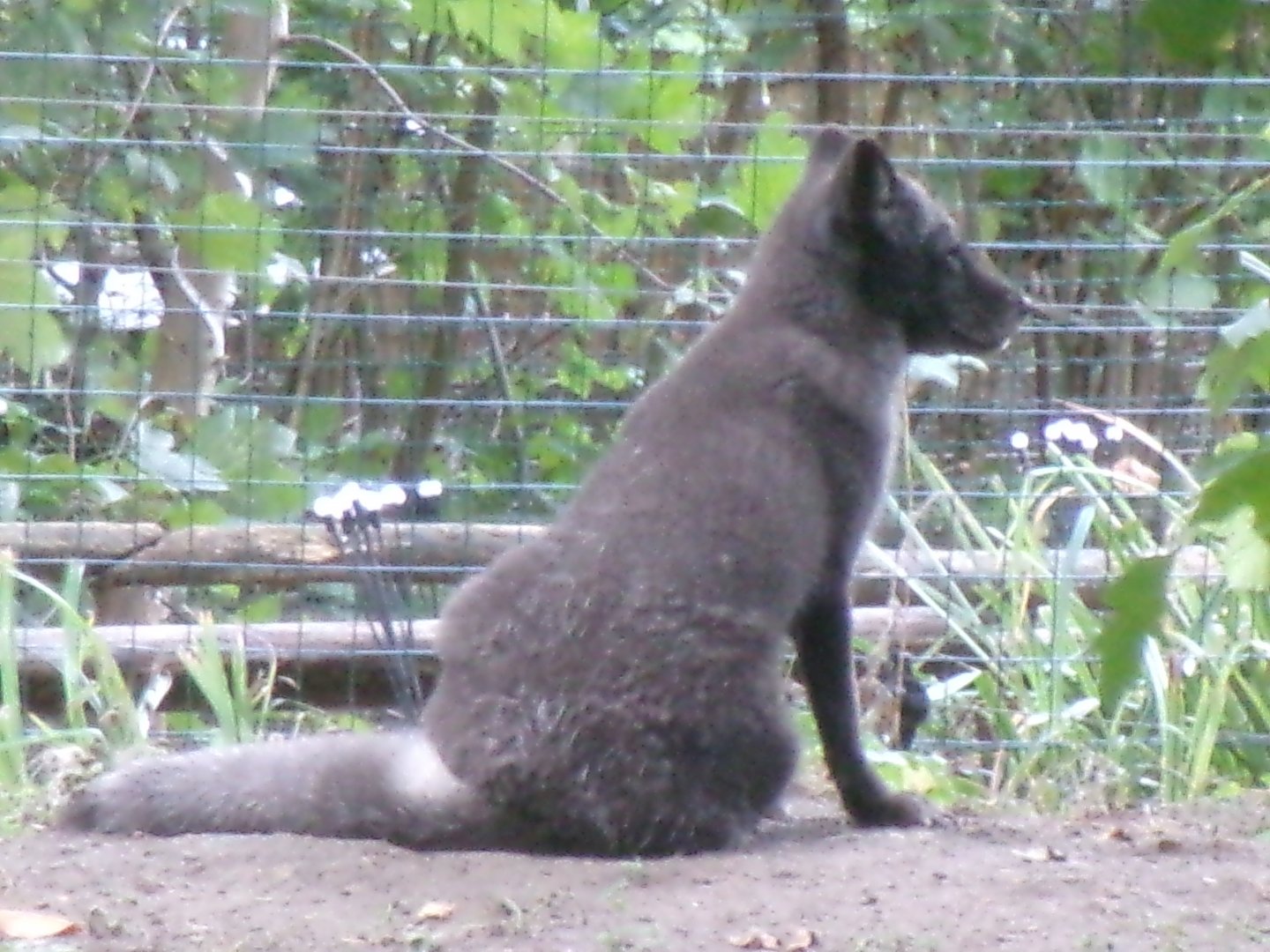 Arctic fox