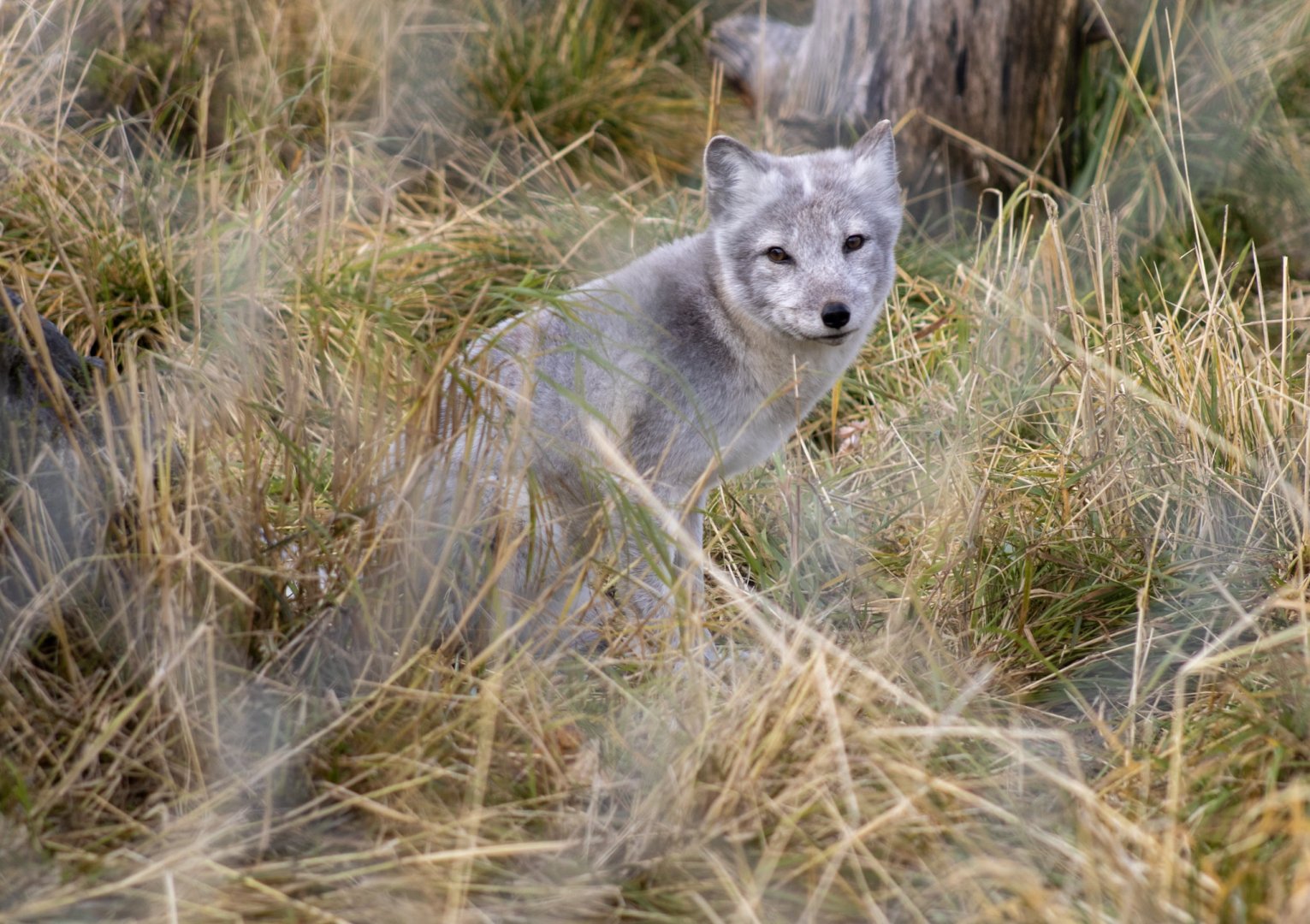 Arctic Fox