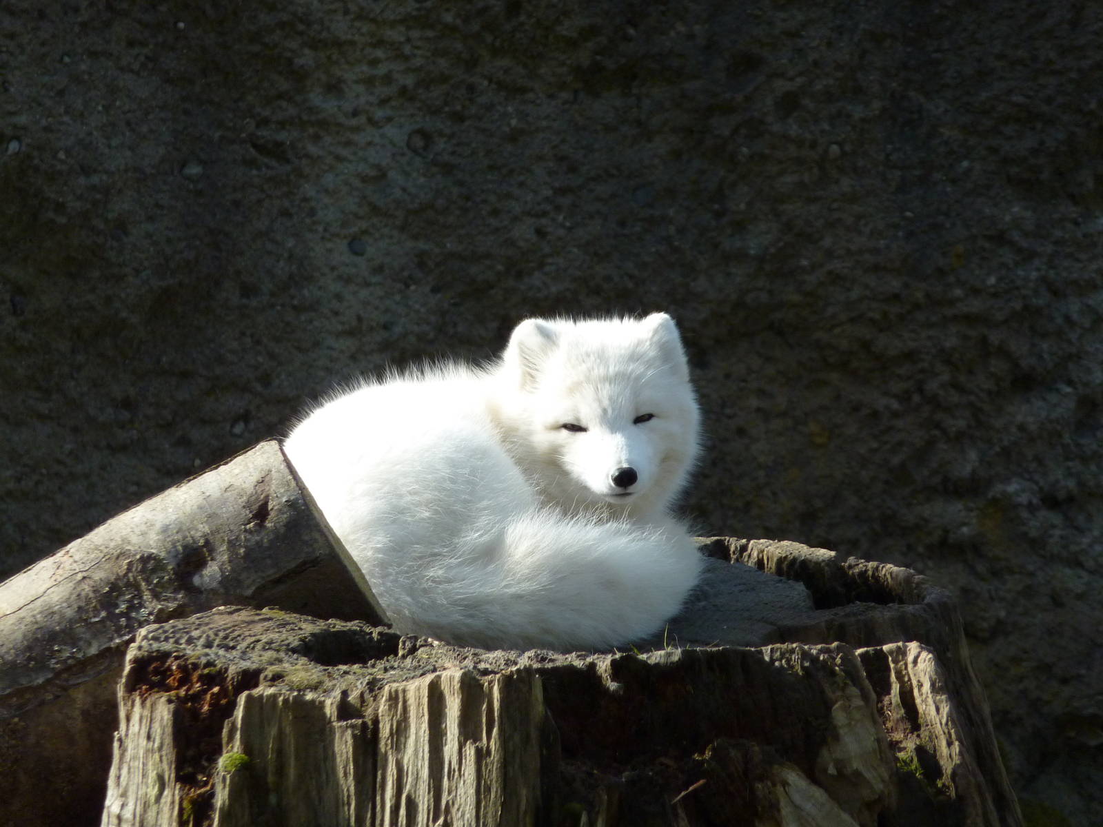 Arctic Fox
