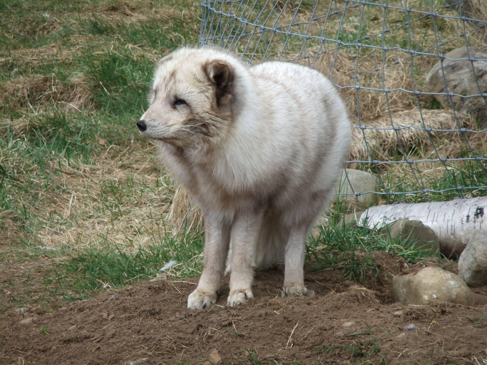 Arctic Fox