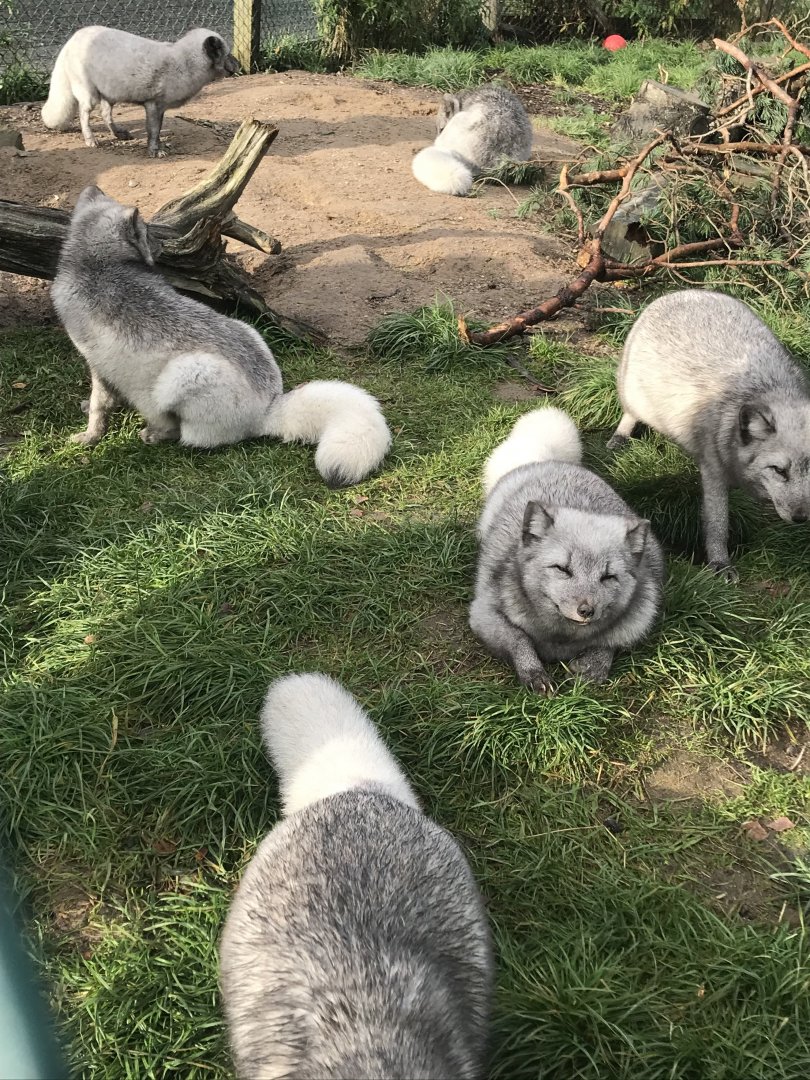 Arctic foxes (2019)