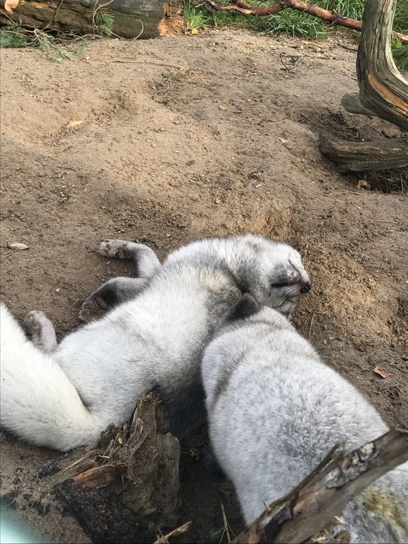 Arctic foxes (2019)