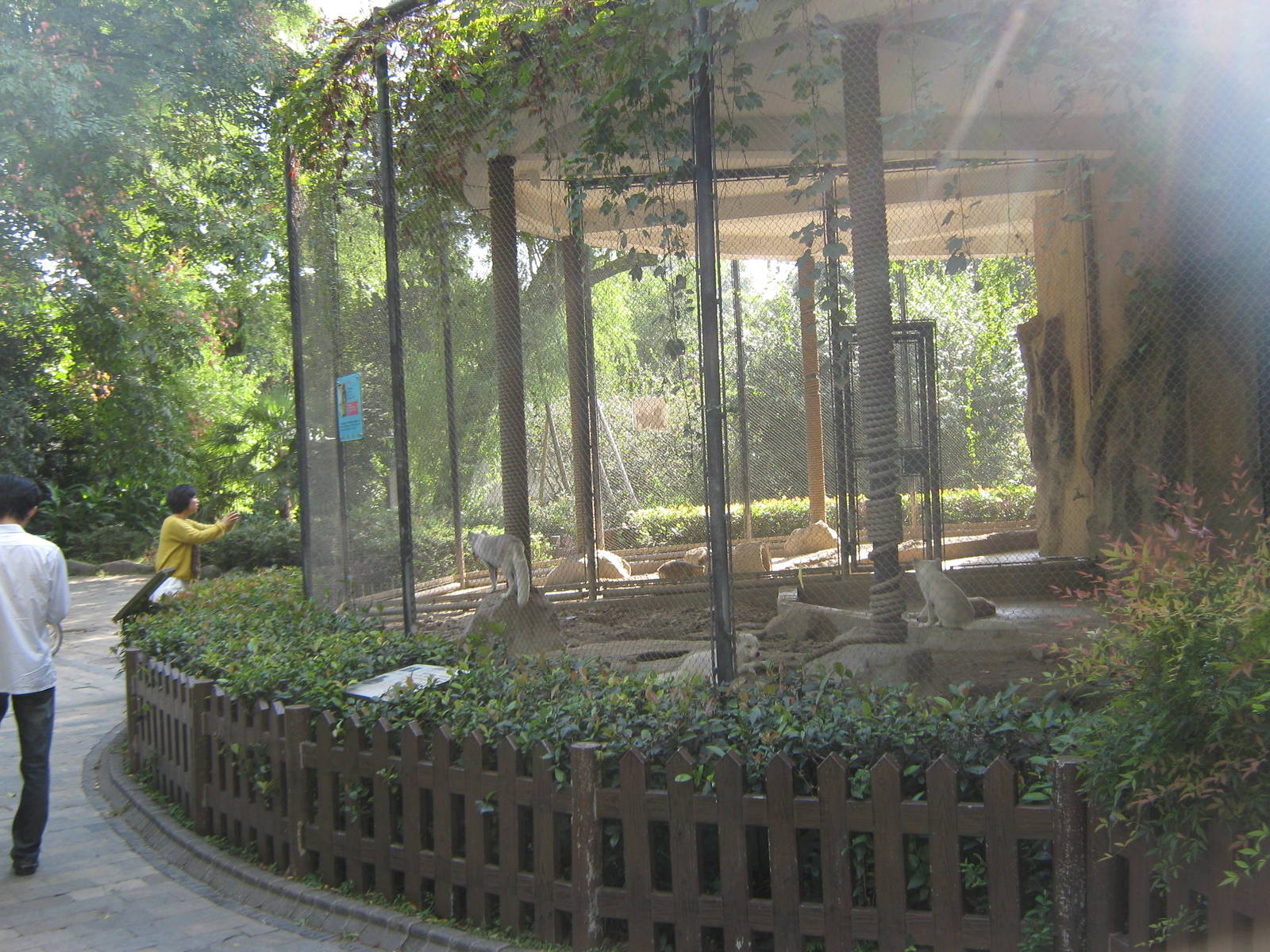 Arctic foxes (Alopex lagopus)