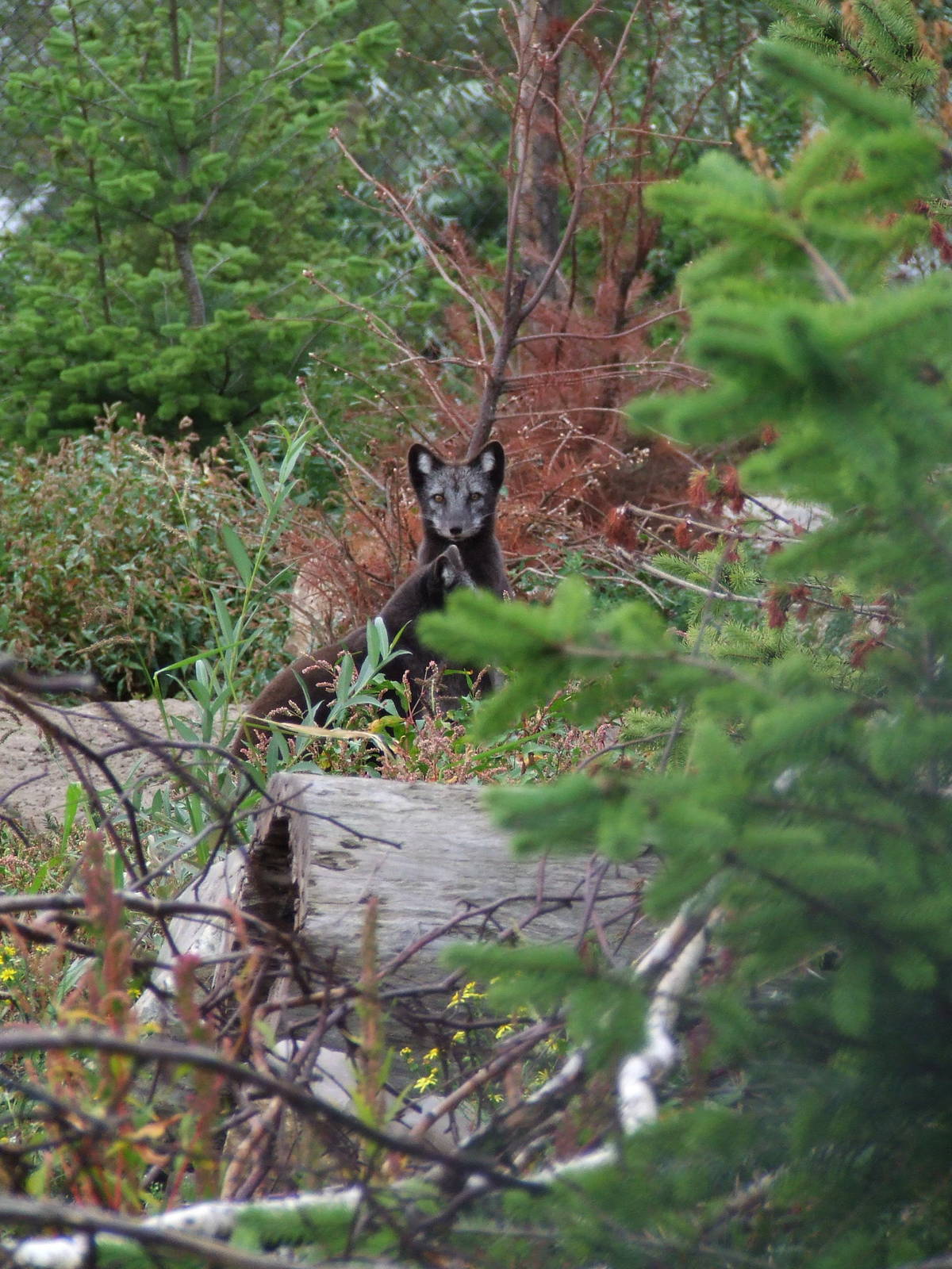 Arctic Foxes, Arctica