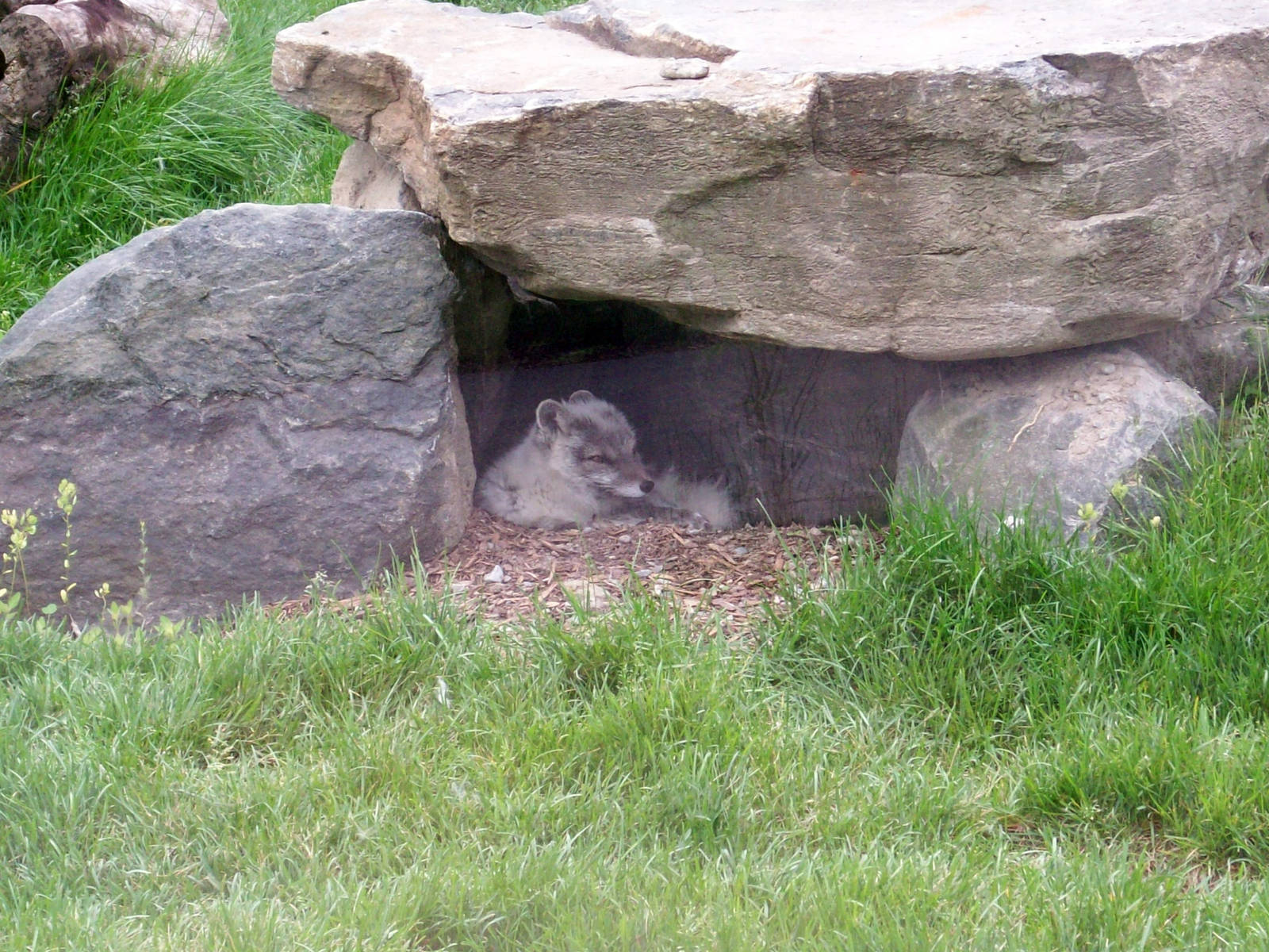 Arctic Foxes Coats are Changing.
