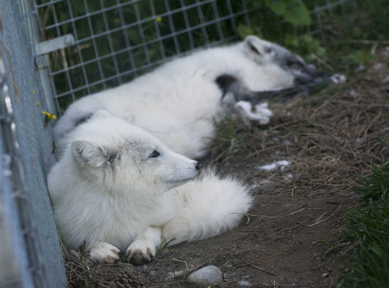 Arctic Foxes (Girls)
