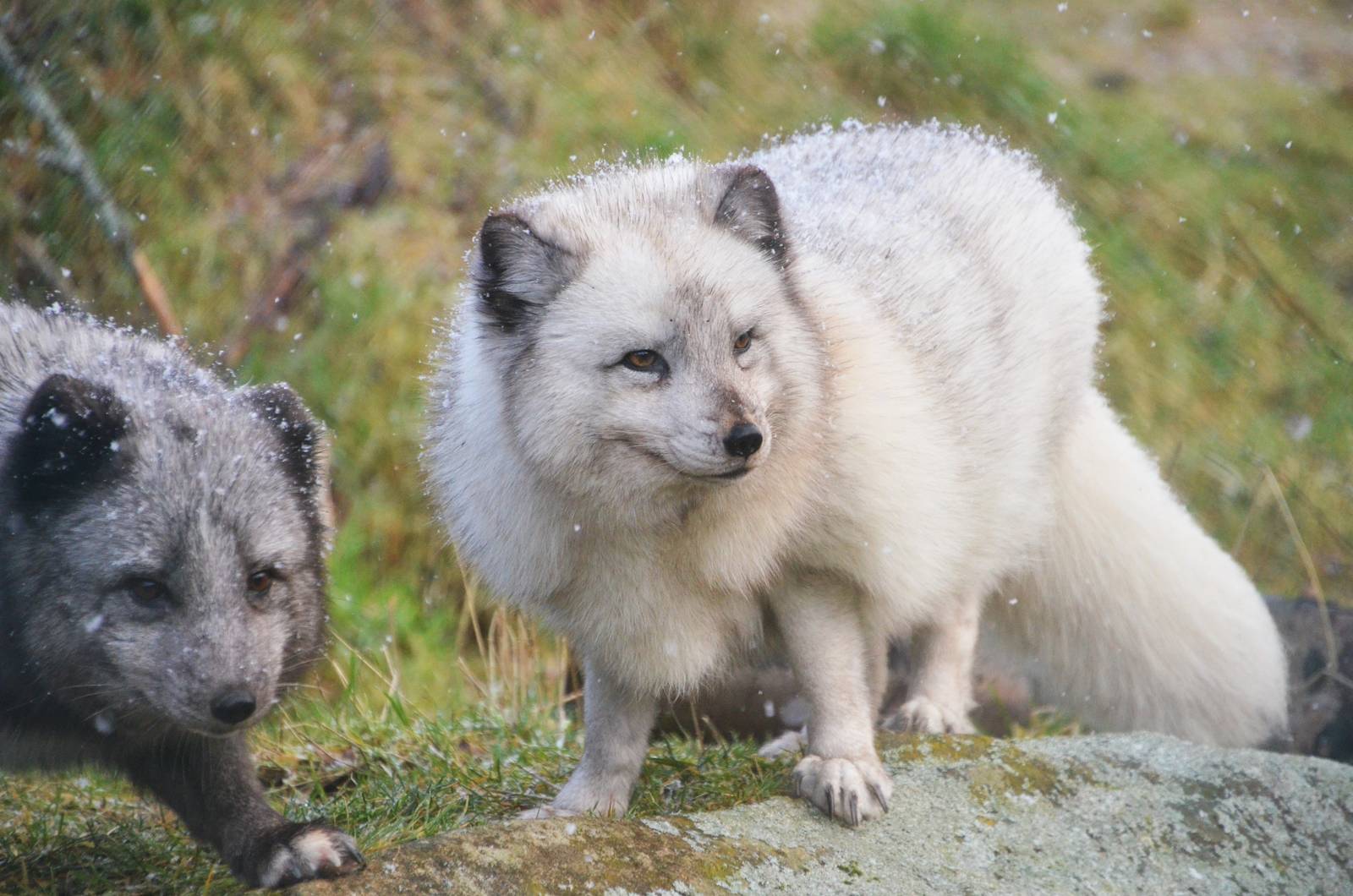 Arctic Foxes in a Snow Shower at Highland WP, 10/02/16
