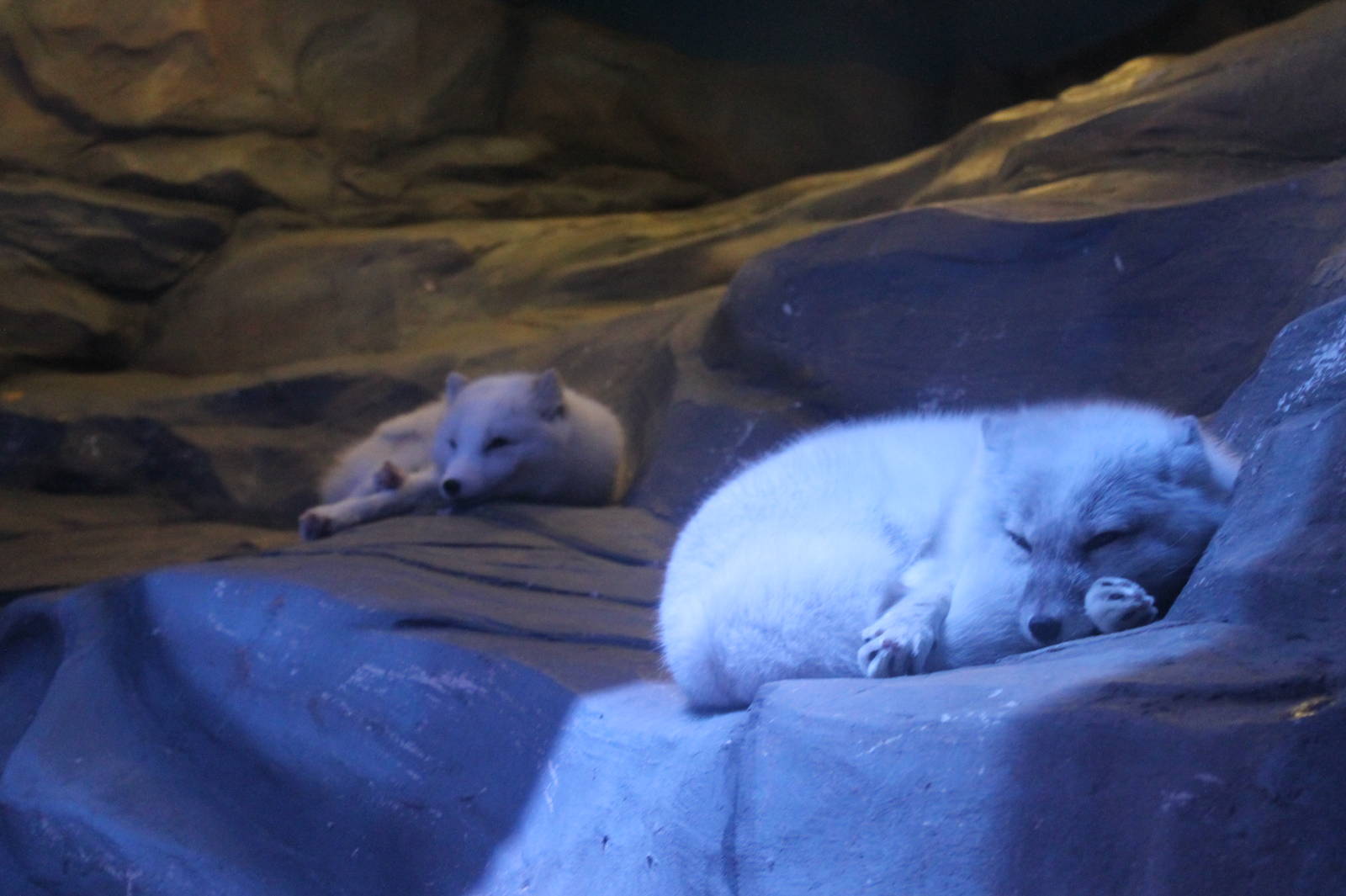 Arctic Foxes - June 2013
