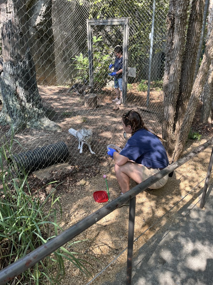 Arctic Foxes training with Keepers