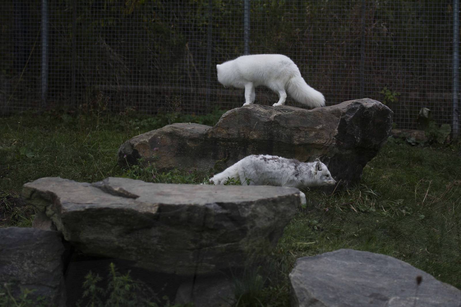 Arctic Foxes