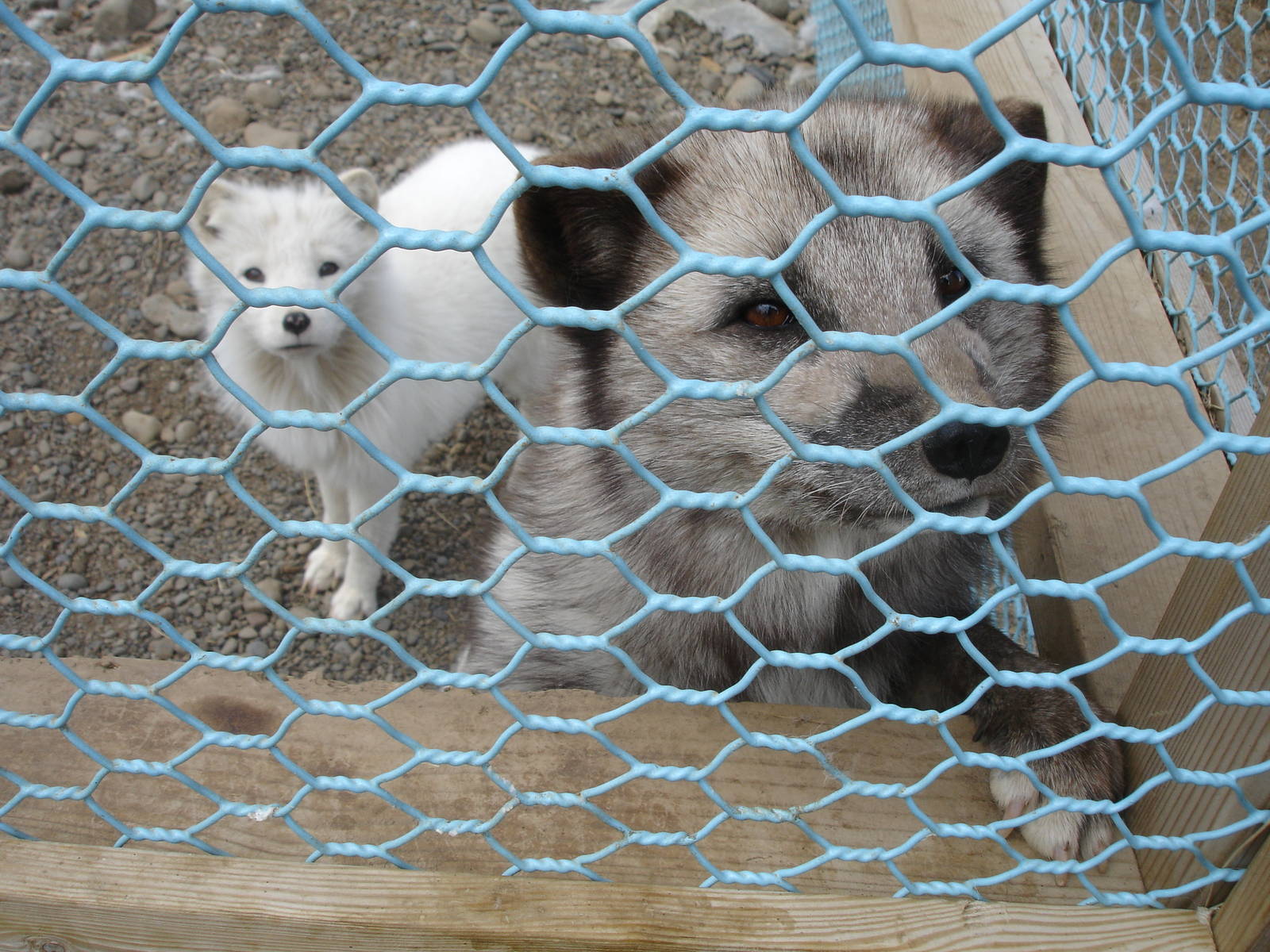 Arctic Foxes