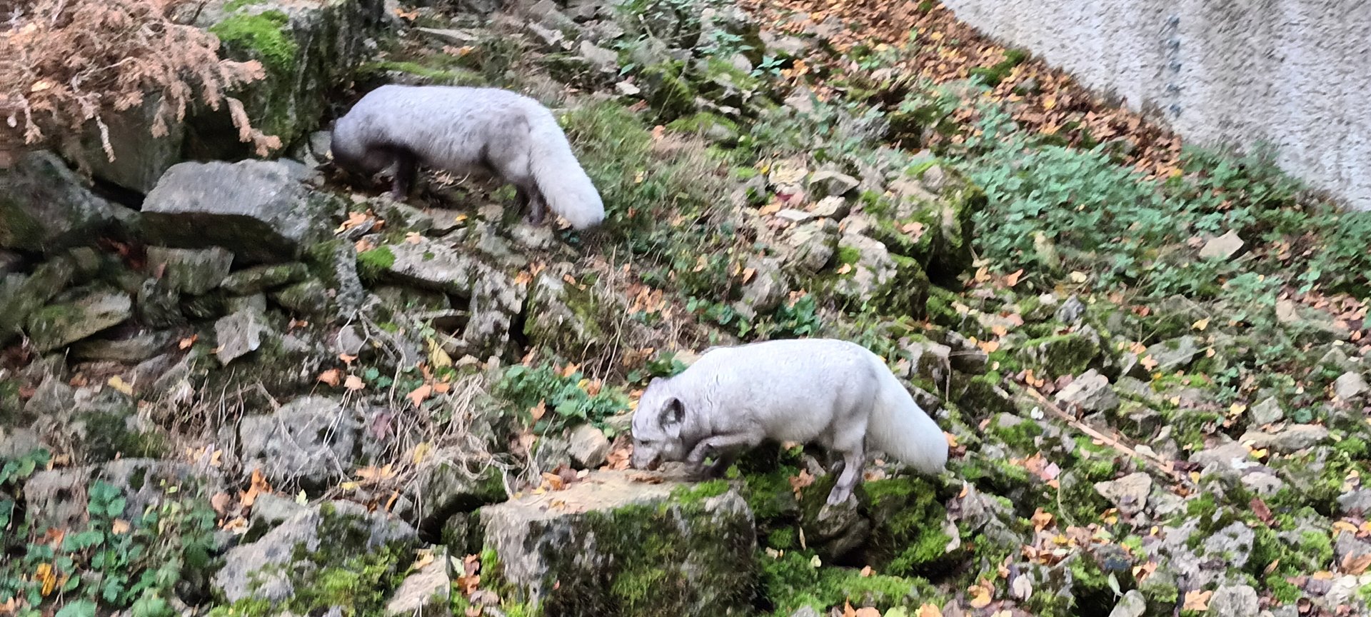 Arctic Foxes