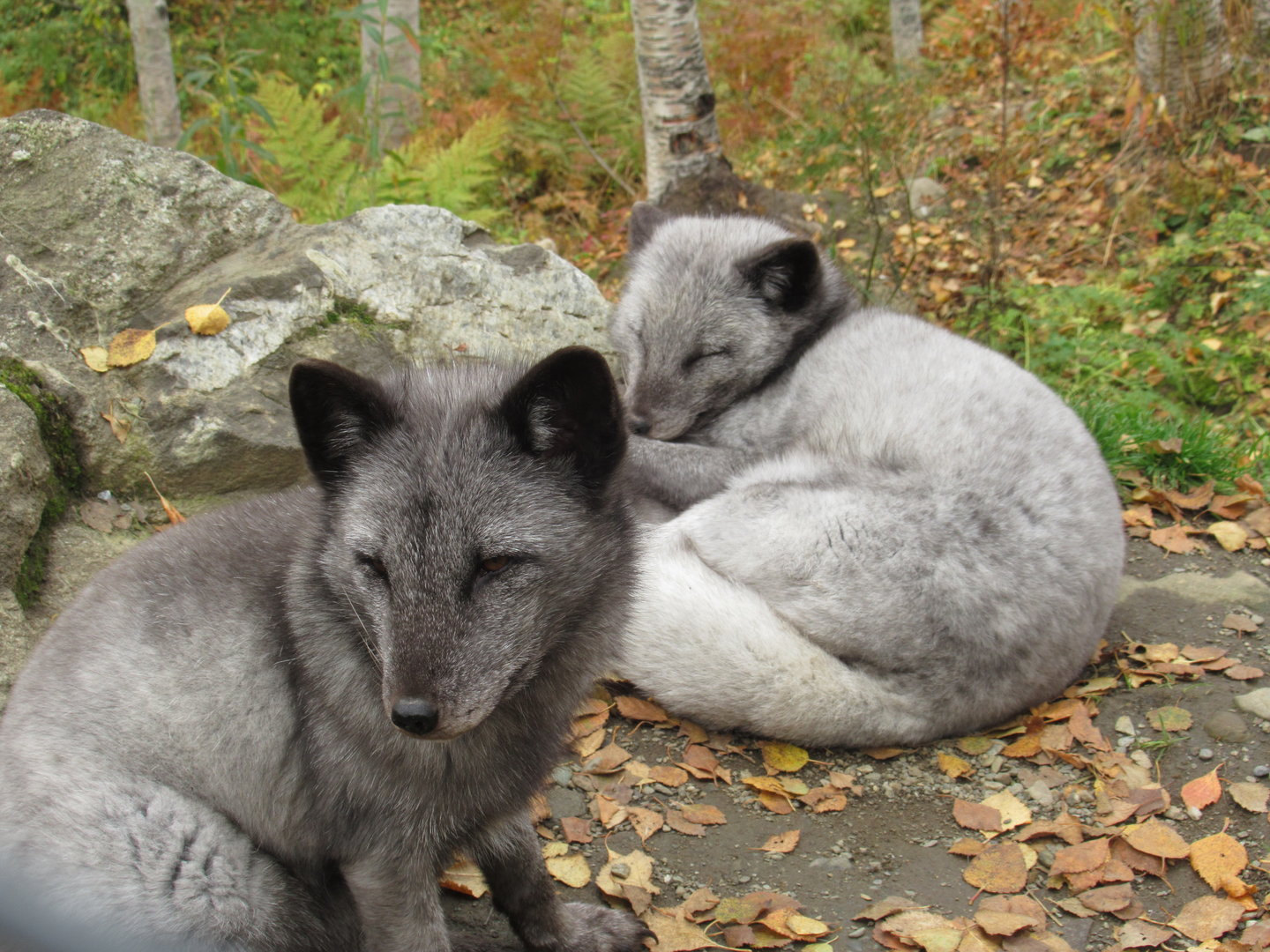Arctic Foxes