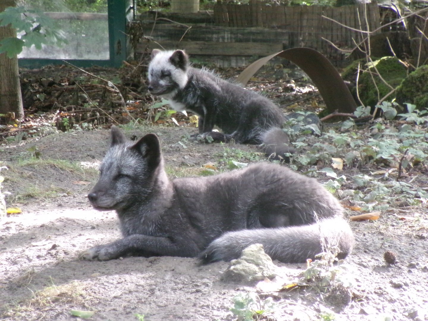 Arctic foxes