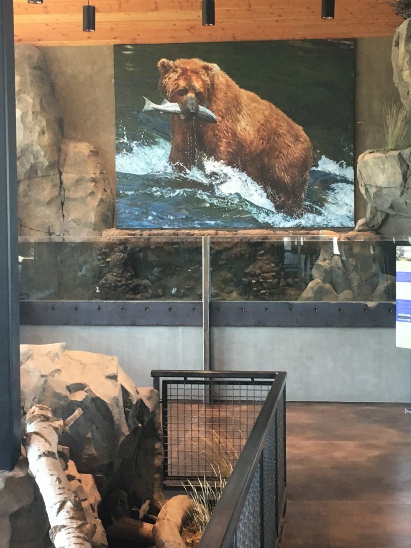 Arctic Grayling exhibit