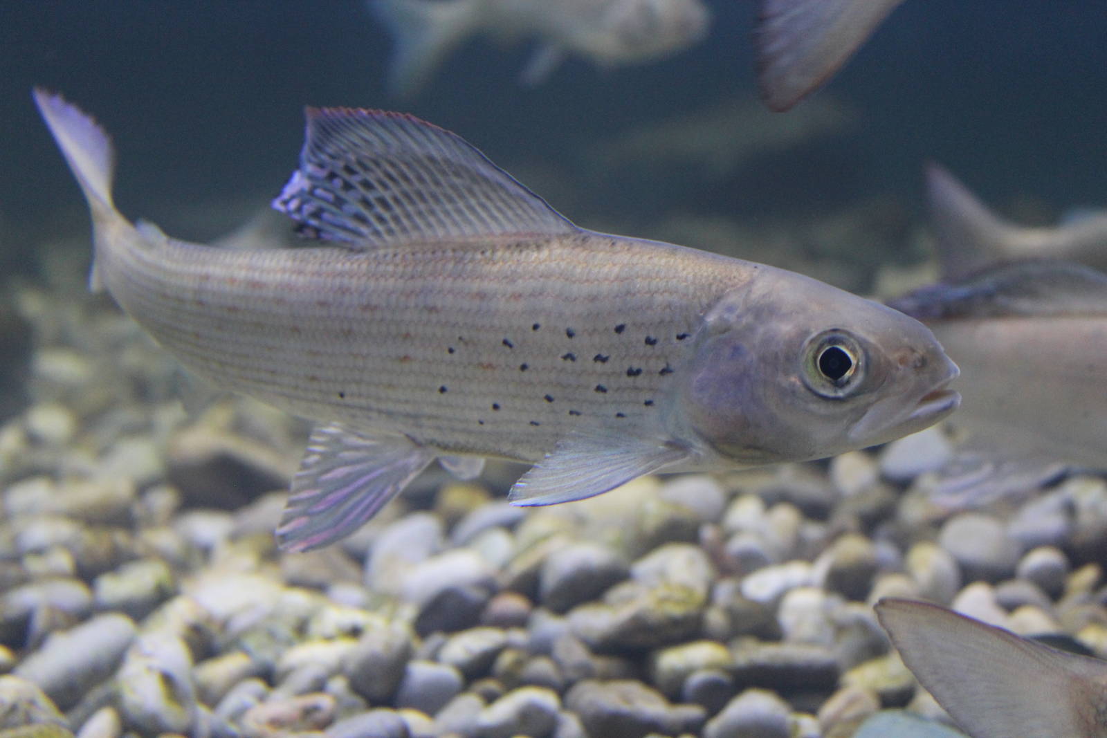 Arctic Grayling - June 2016