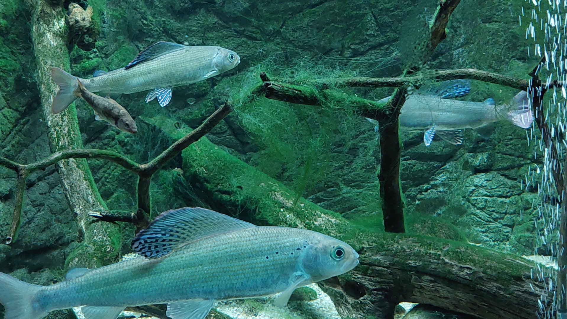 Arctic Grayling (Thymallus arcticus)