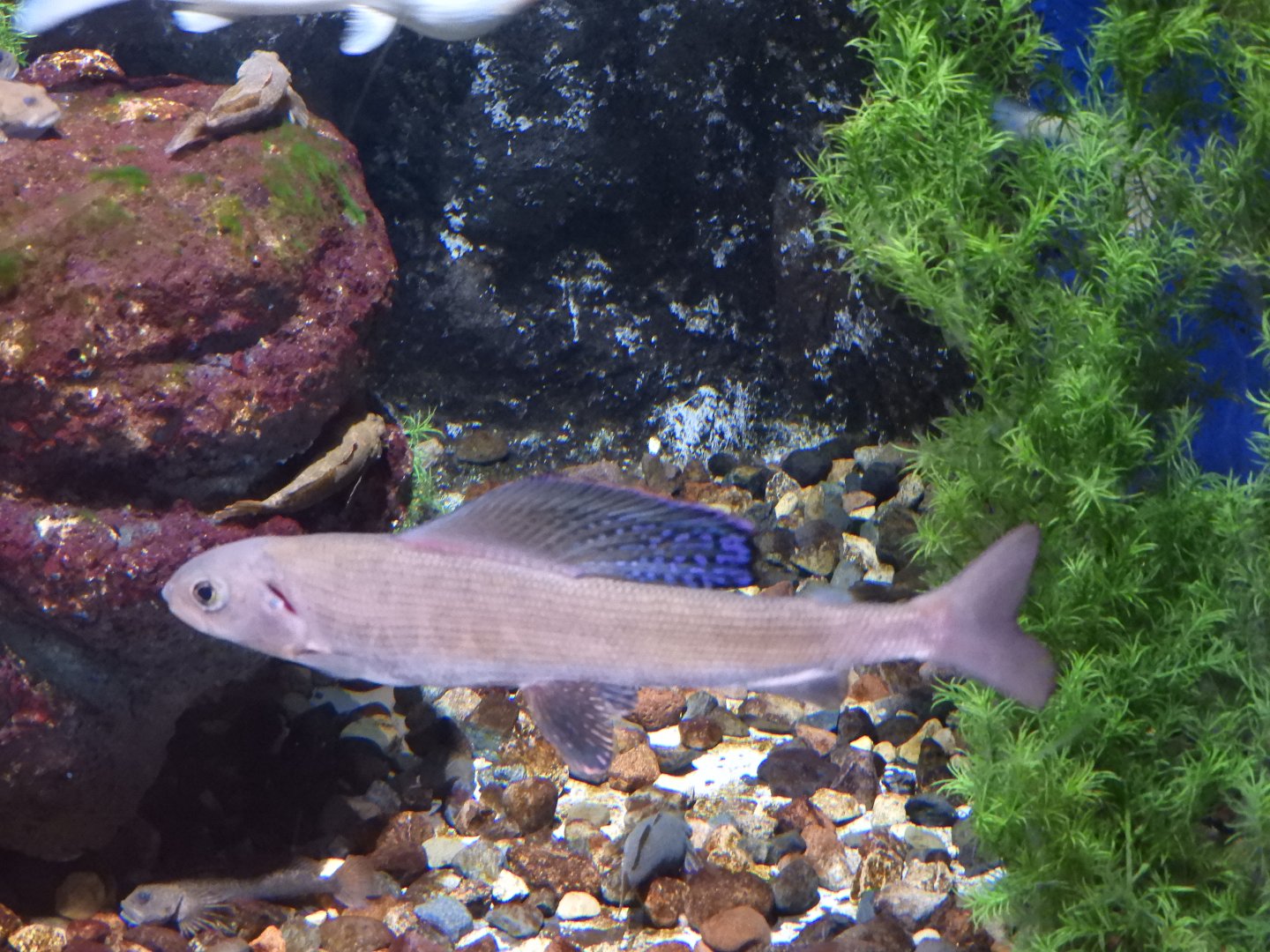Arctic Grayling (Thymallus arcticus)