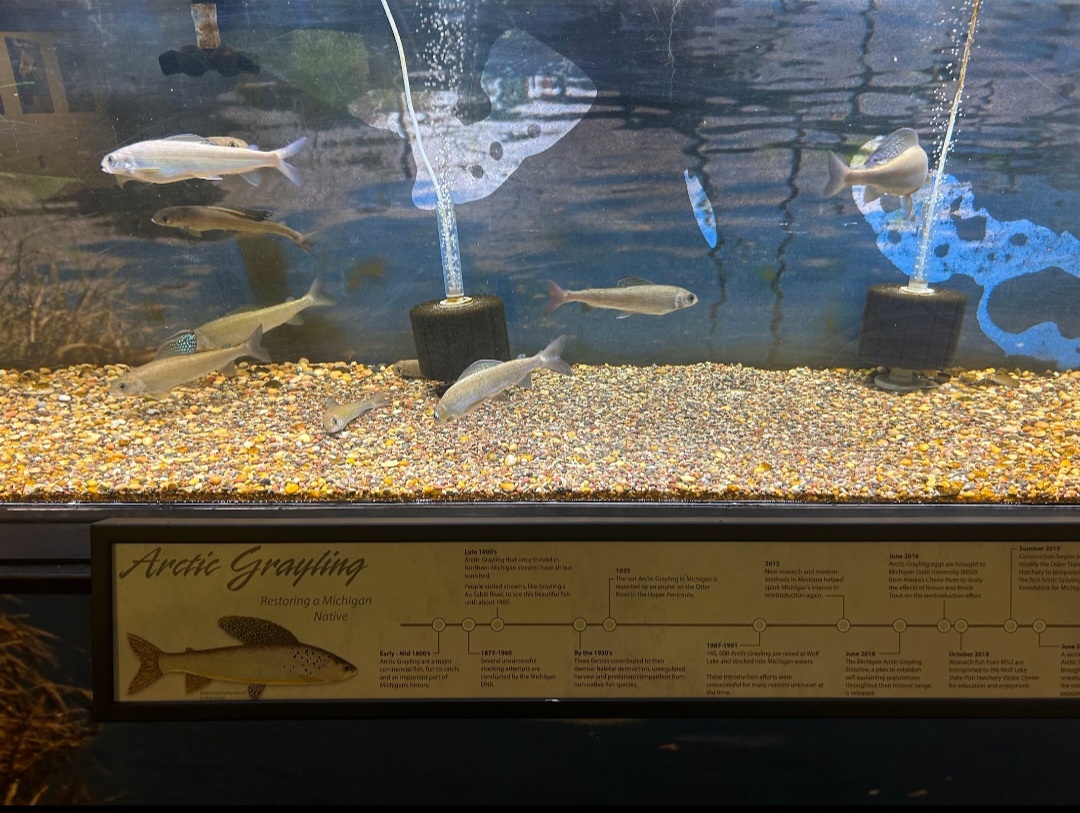 Arctic Grayling (Wolf Lake State Fish Hatchery, Mattawan, MI, 8/7/25)