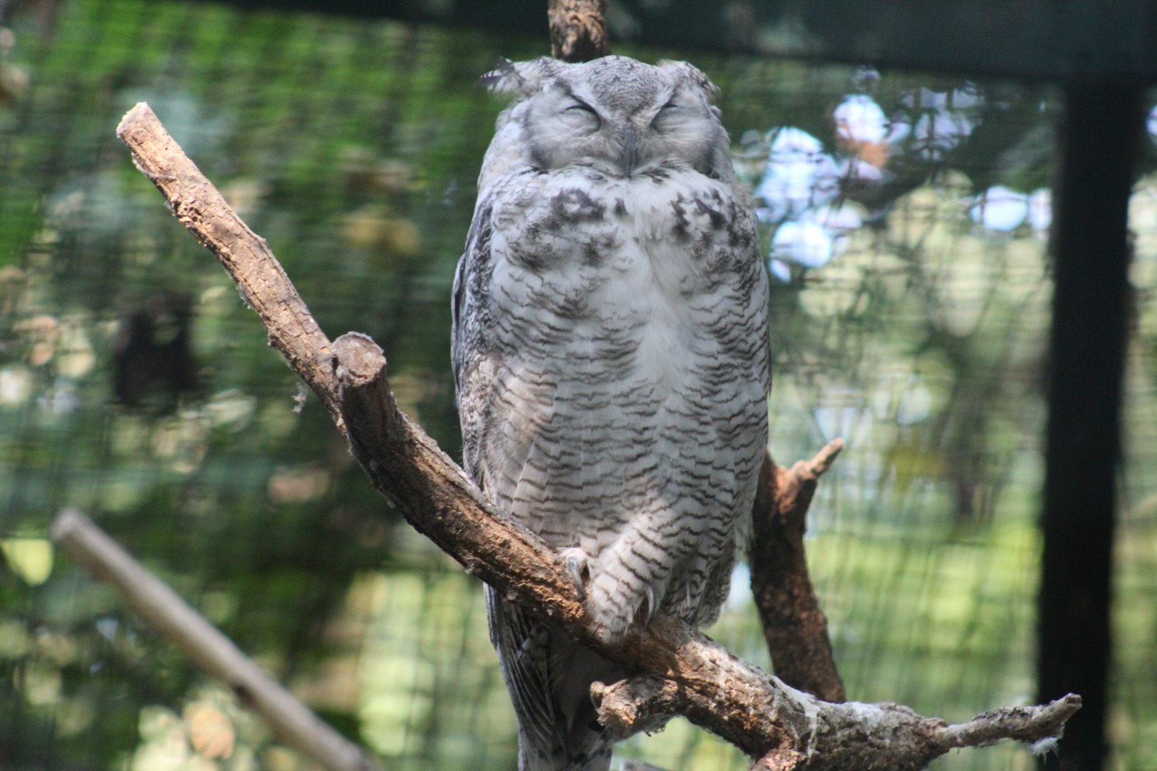 Arctic Great Horned Owl