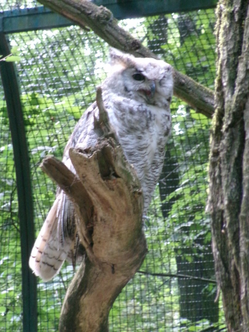 Arctic Great horned Owl