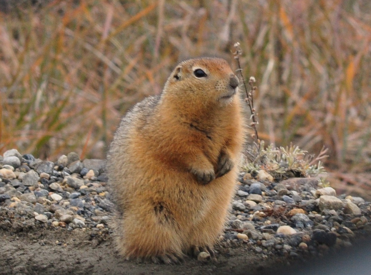 Arctic Ground Squirrel - Alaska