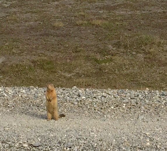 Arctic Ground Squirrel - Alaska