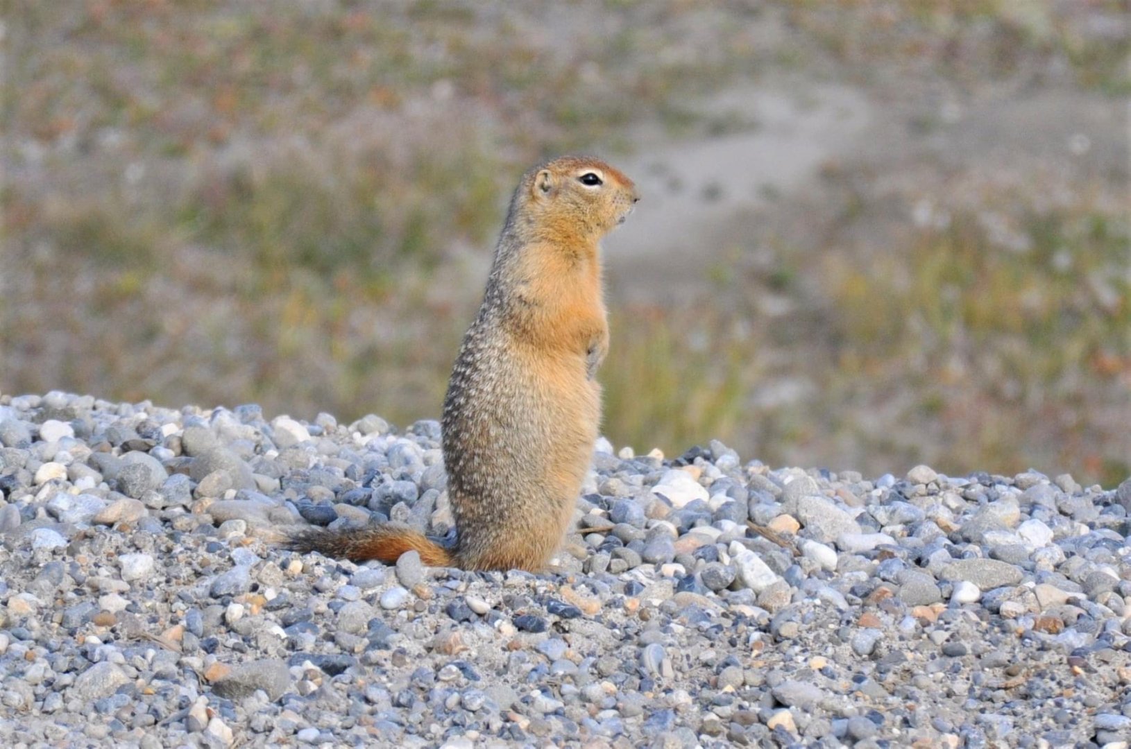 Arctic Ground Squirrel - Alaska