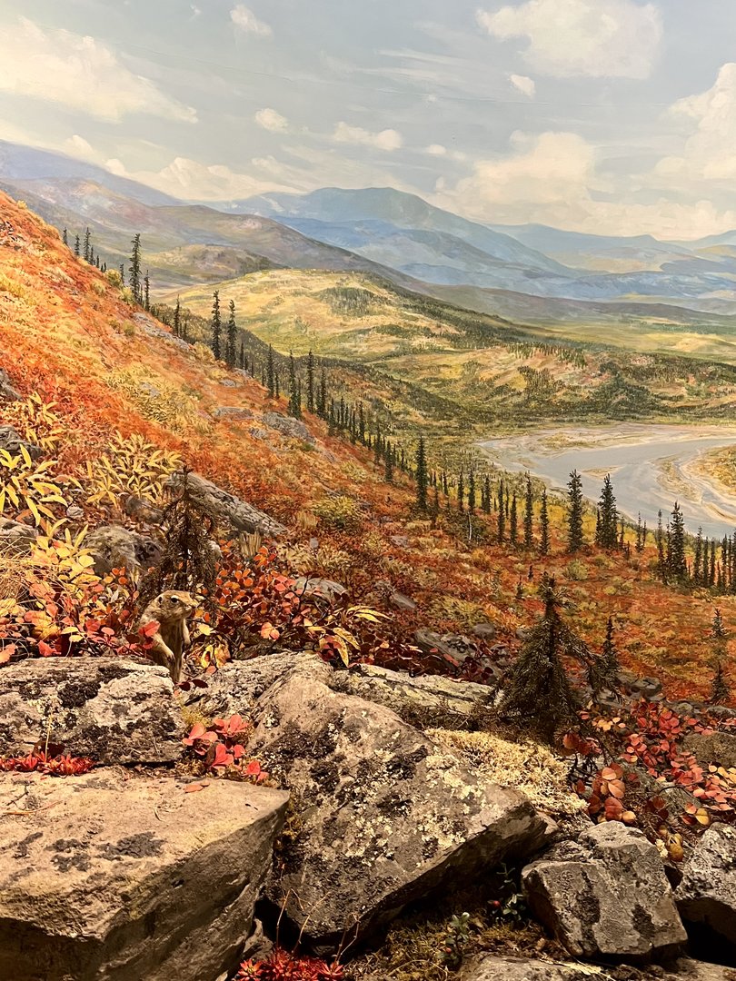 Arctic Ground Squirrel & Background mural - Interior Alaska Diorama