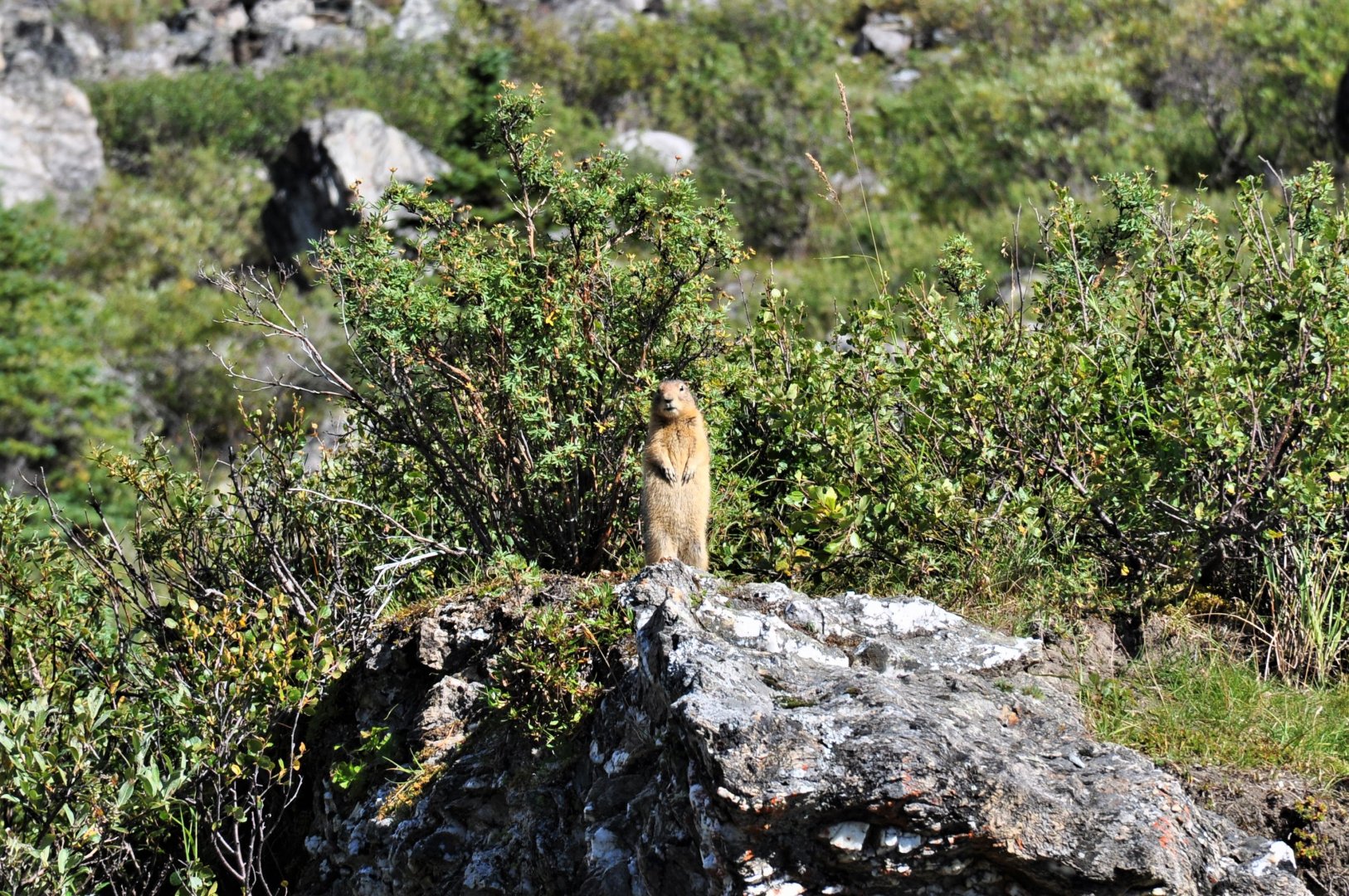 Arctic Ground Squirrel - Denali National Park - Alaska
